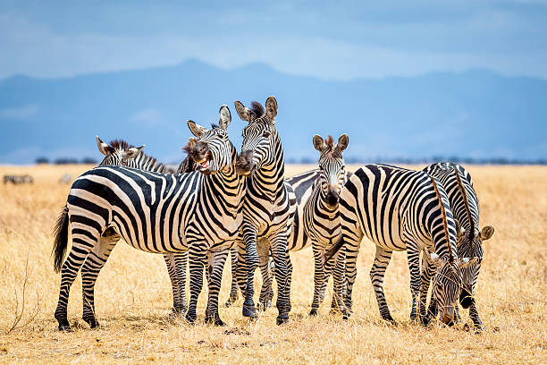 Group of zebras in Tarangire National Park / Tanzania.