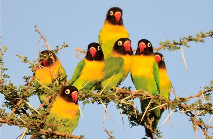 yellow-collared-love-birds